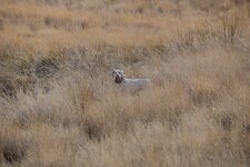 IMG_0804.JPG