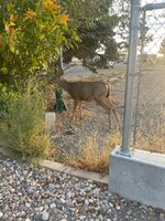 IMG_6394.jpeg