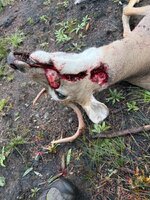 IMG_0444.jpeg