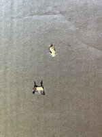 IMG_4679.jpeg