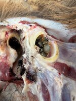 IMG_7007.jpeg