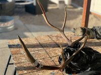 IMG_0365.jpeg