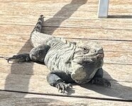 IMG_1785.jpeg
