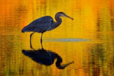 greatblueheron_Oct7_2025.jpg