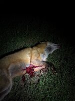 IMG_7036.jpeg