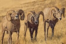 rams_7Oct.jpg