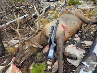 25' elk.jpg