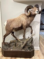 Sheep 1.jpg