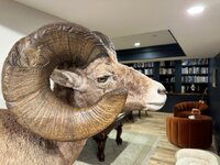 Sheep 2.jpg