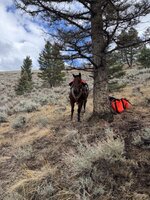 IMG_5595.jpeg