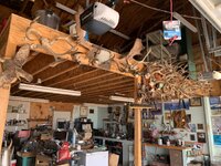 Garage horns 2.JPG