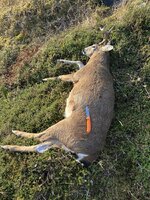 IMG_9338.jpeg