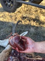 IMG_1462.jpeg