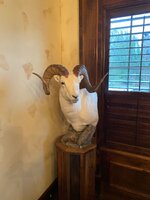 IMG_2379.jpeg