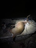 IMG_1285.jpeg