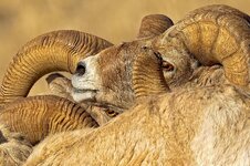 ram_scrum.jpg