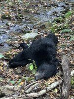 IMG_7154.jpeg