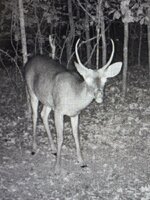 IMG_1965.jpeg