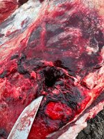 IMG_2569.jpeg