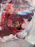 IMG_2567.jpeg