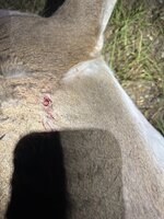 IMG_5950.jpeg