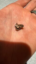 IMG_5433.jpeg