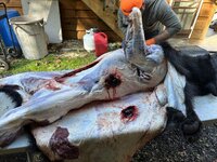 IMG_7167.jpeg