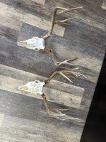 IMG_4894.jpeg