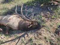 25 Elk.jpg 25 Elk.jpg