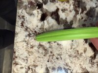 IMG_0973.jpeg