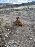 IMG_1421.jpeg