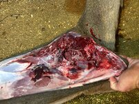 IMG_7514.jpeg