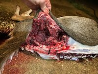 IMG_7515.jpeg