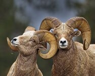 rams_14Oct.jpg