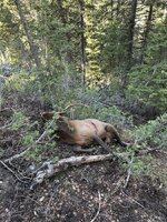 IMG_6370.jpeg