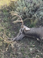 IMG_2460.jpeg