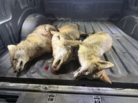 IMG_1558.jpeg