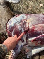 IMG_3102.jpeg