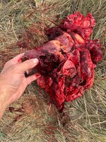 IMG_3104.jpeg