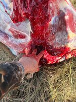 IMG_3101.jpeg