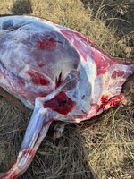 IMG_3099.jpeg