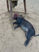 IMG_0979.jpeg