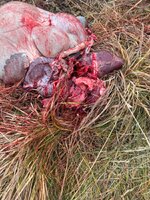 IMG_4028.jpeg