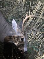IMG_4085.JPG