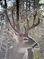 IMG_0029.jpeg
