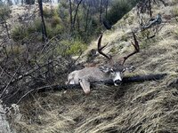 IMG_0317.jpeg