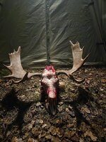 Kelsie Moose.JPG
