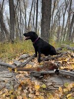 IMG_9264.jpeg