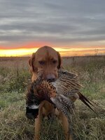IMG_7029.jpeg