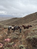 IMG_4268.jpeg